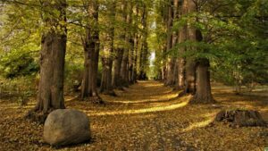 Herbstwald Fasten Teltow-Fläming im Herbst